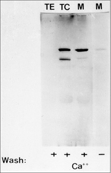 カルシウム依存的に認識される125ｋDaのバンド