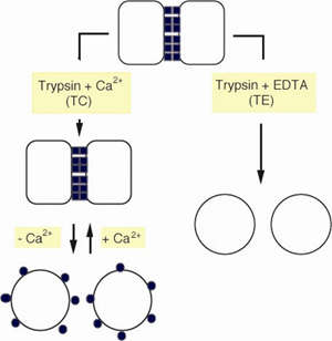 カルシウム依存的接着機構