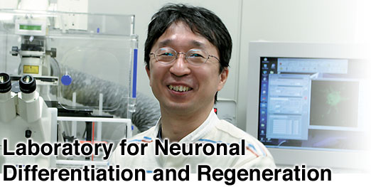 Laboratory for Neuronal Differentiation and Regeneration